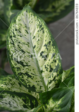 Dumb Cane Compacta 86764859