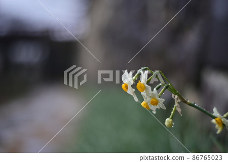 Narcissus in Hachimanbori, Omihachiman Narcissus in Hachimanbori, Omihachiman 86765023