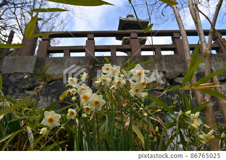 Narcissus in Hachimanbori, Omihachiman 86765025