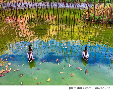當我在水面上休息時,我發現了一些東西和兩隻鴨子 當我在水面上休息時,我發現了一些東西和兩隻鴨子 86765286