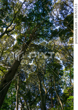 Kanzanji Forest Teruha Forest 86765513