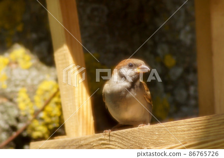 A sparrow in a feeder on a tree in the park 86765726