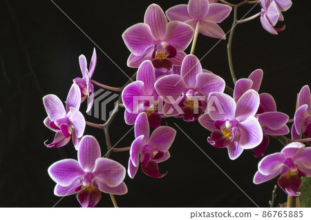 A branch with orchid flowers on a black background. A branch with orchid flowers on a black background. 86765885