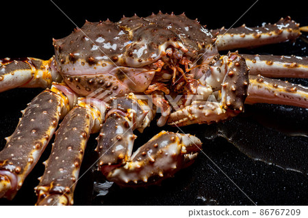 Raw live Kamchatka crab Paralithodes camtschatica, isolated on a black background 86767209