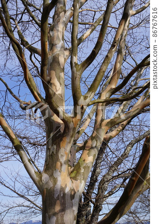 樹幹上有斑駁圖案的夏椿 86767616