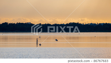 Silhouettes of grazing and wading flamingoes in Salt Water Lake of Larnaca, Cyprus late on a winter afternoon. Silhouettes of grazing and wading flamingoes in Salt Water Lake of Larnaca, Cyprus late on a winter afternoon. 86767683