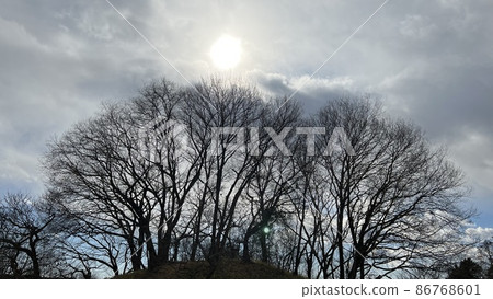 Trees worshiping the shining sun 86768601
