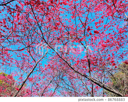 Flower and fruit plant Flower and fruit plant 86768883