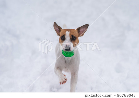 Jack Russell Terrier dog playing ball in the snow. Jack Russell Terrier dog playing ball in the snow. 86769045
