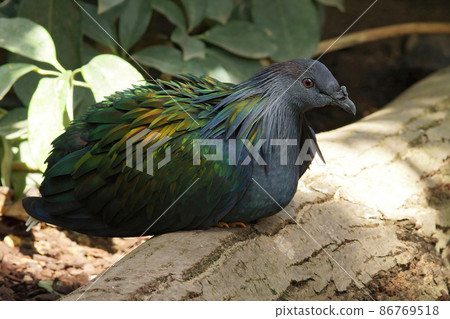 Closeup of the colorful blue and green Nicobar pigeon, Caloenas nicobarica at Parc paradisio, Belgium Closeup of the colorful blue and green Nicobar pigeon, Caloenas nicobarica at Parc paradisio, Belgium 86769518