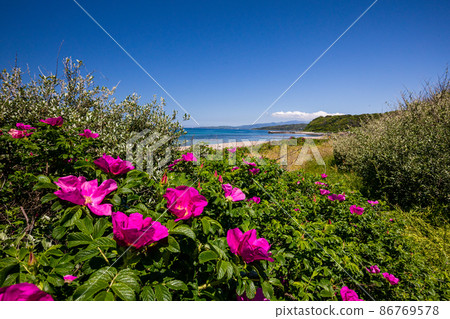[Niigata Prefecture] Sado Island Hamanasu Blooming Blue Sea Bare Beach 86769578