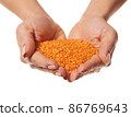 raw lentils in hands 86769643