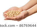 raw chickpeas in hands 86769644