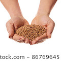 raw buckwheat in hands 86769645
