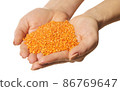 raw lentils in hands 86769647