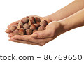 shelled hazelnuts in hands 86769650