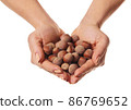 shelled hazelnuts in hands 86769652