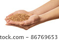 raw buckwheat in hands 86769653