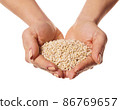 raw barley in hands 86769657