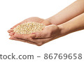 raw barley in hands 86769658