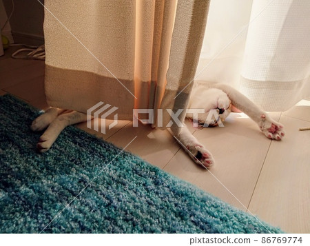 Calico cat relaxing by the window 86769774