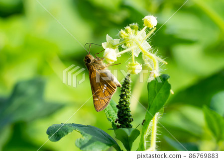 Parnara guttata Parnara guttata 86769883