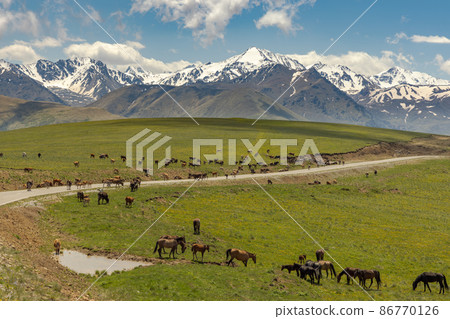 Animals, horses and cows graze in the meadows of the Elbrus region, go out on the road, interfering with the movement of cars. 86770126