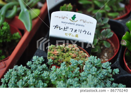 Prebiforium Prebiforium 86770240
