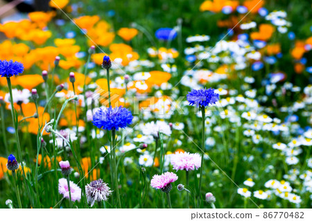 Spring flower garden 86770482