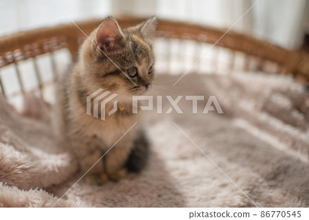 一隻小貓 一隻小貓 86770545
