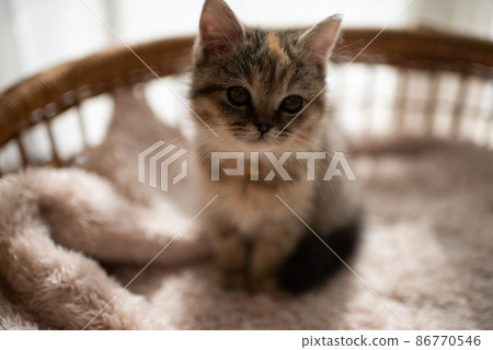 A kitten 86770546