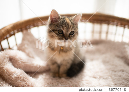 A kitten 86770548
