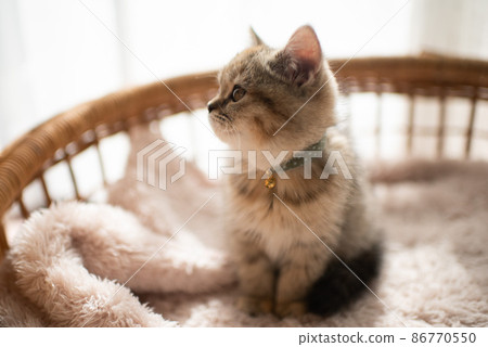 一隻小貓 一隻小貓 86770550