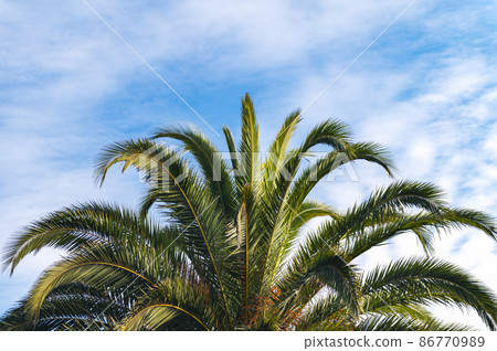 Palm trees, summer background Palm trees, summer background 86770989
