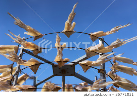 A squid that spins in the morning market of Yobuko, Karatsu City, Saga Prefecture. Dry the squid in a rotary dryer to make it dried. 86771031