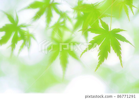 Blue autumn leaves with a refreshing image 86771291