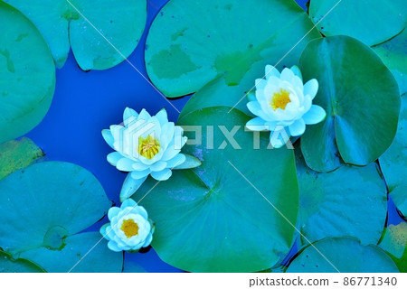 White water lilies blooming in the pond 86771340
