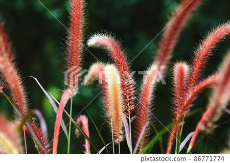 野兔狼尾草、紫葉狼尾草、紫狼尾草、紫夢狼尾草 野兔狼尾草、紫葉狼尾草、紫狼尾草、紫夢狼尾草 86771774