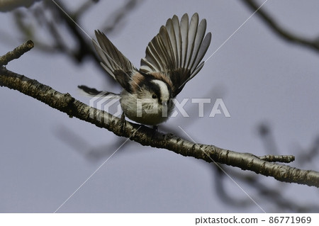在花園和公園裡發現的可愛和受歡迎的野鳥長尾山雀 86771969