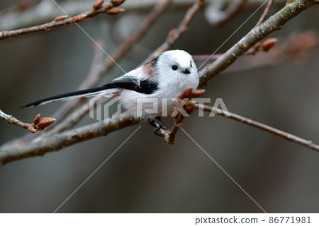 Cute and popular wild bird long-tailed tit found in gardens and parks Cute and popular wild bird long-tailed tit found in gardens and parks 86771981