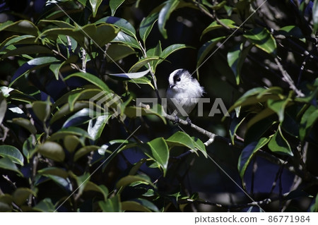 Cute and popular wild bird long-tailed tit found in gardens and parks Cute and popular wild bird long-tailed tit found in gardens and parks 86771984