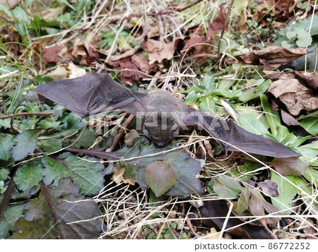 Sleeping bat Sleeping bat 86772252