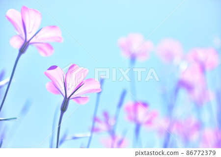 盛開的農桿菌，形象酷炫 86772379