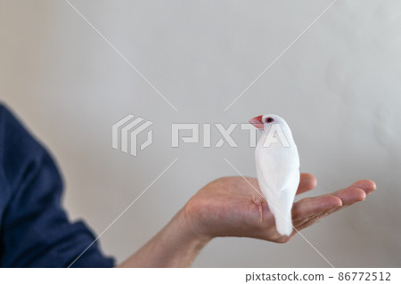 手掌上一隻可愛的小白鳥（白麻雀） 86772512