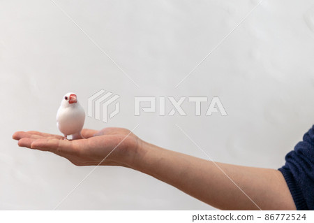 手掌上一隻可愛的小白鳥（白麻雀） 86772524