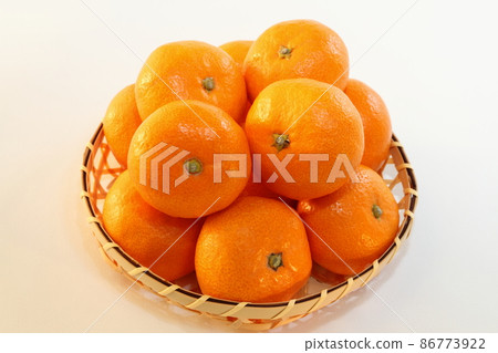 西浦橘子(Jutaro mandarin orange) 西浦橘子(Jutaro mandarin orange) 86773922