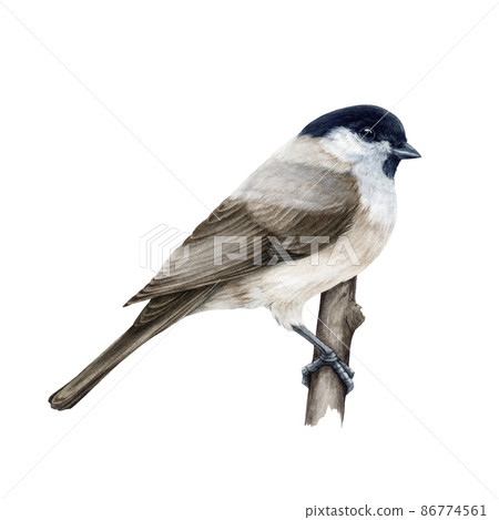 Marsh tit bird. Watercolor illustration. Hand drawn realistic poecile palustris on white background. Small cute chickadee on a tree branch. Marsh tit forest bird perched on a branch illustration Marsh tit bird. Watercolor illustration. Hand drawn realistic poecile palustris on white background. Small cute chickadee on a tree branch. Marsh tit forest bird perched on a branch illustration 86774561