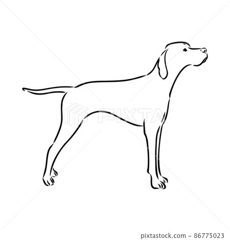 Dog Hand Drawn. Pointer. Vector illustration isolated Dog Hand Drawn. Pointer. Vector illustration isolated 86775023