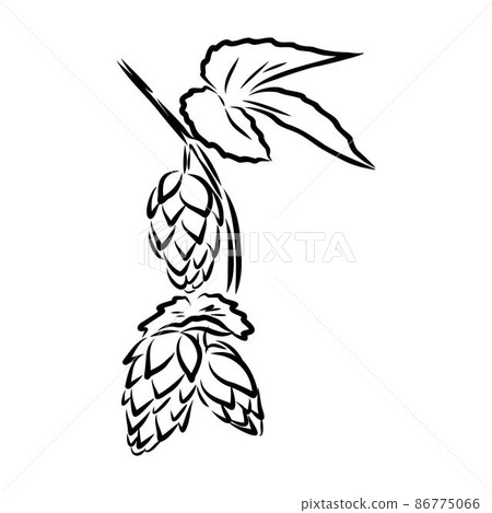 illustration of beer hop in engraving style. Design element for poster, label, sign, emblem, menu. Vector illustration 86775066