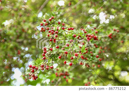 Hawthorn berries hang on the branches at autumn Hawthorn berries hang on the branches at autumn 86775212